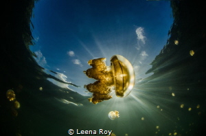 Feeding on light. Jellyfish in jellyfish lake by Leena Roy 